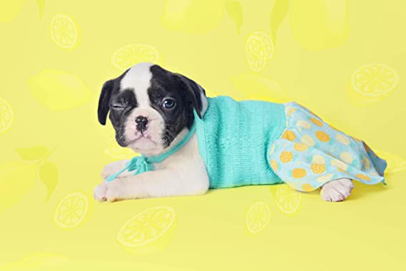 Pineapple Printed Dog Dress