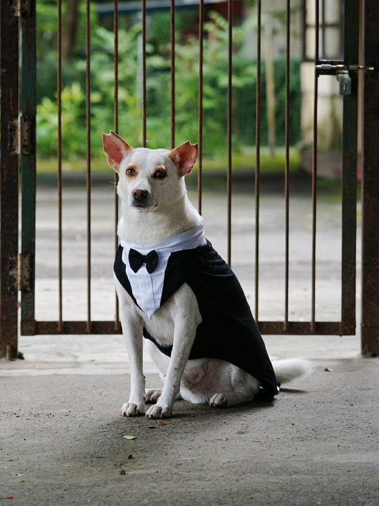 Chinqooper Professional suit for dog